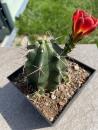 Echinocereus triglochidiatus